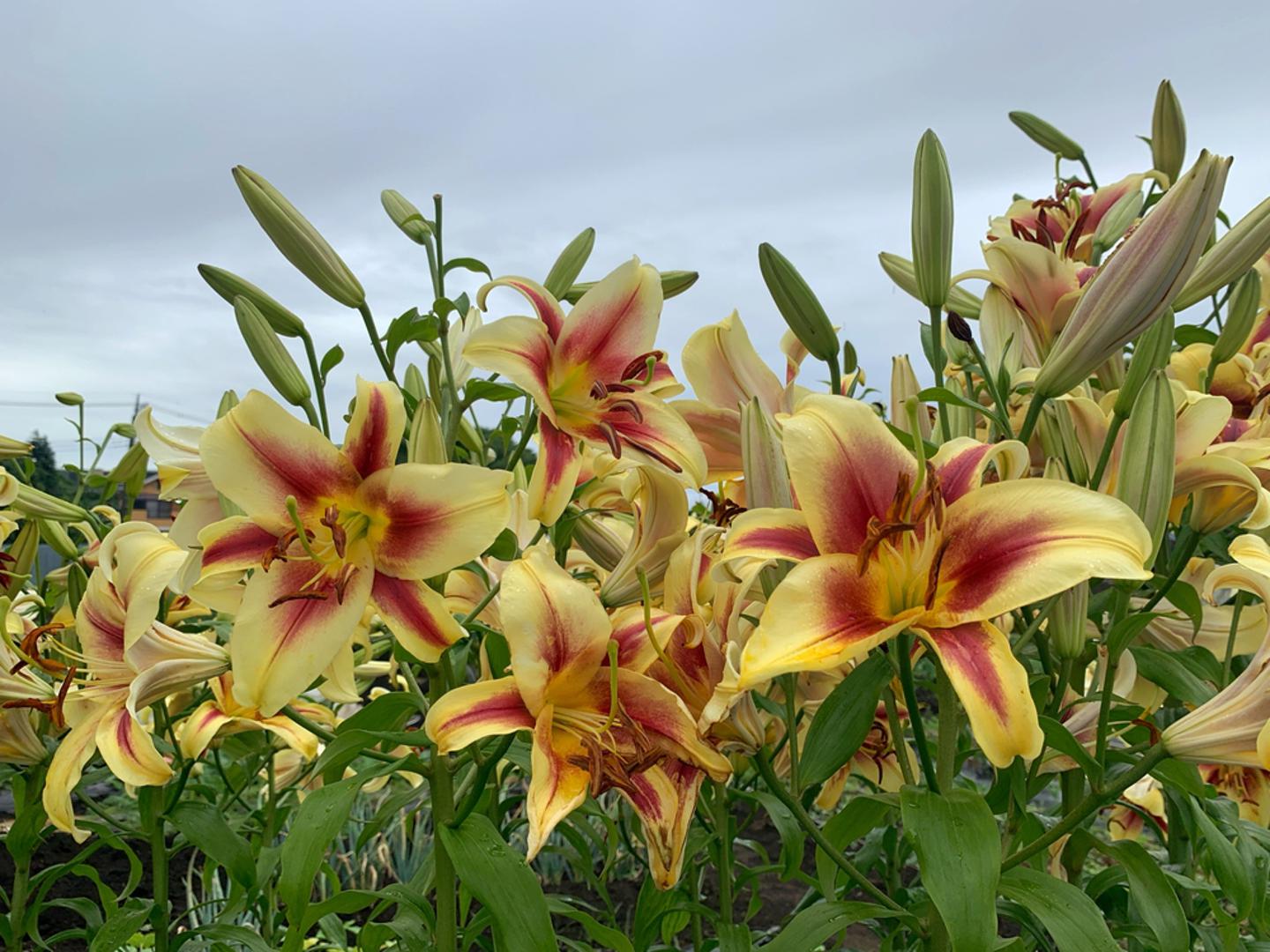 Ljiljan: Ljiljani su klasičan izbor za višegodišnje cvijeće. Njihove lukovice preživljavaju zimu i svake godine ponovo cvjetaju. Osim toga, ljiljani dolaze u raznim bojama i oblicima, zbog čega su idealni za svaki vrt i svačiji ukus.