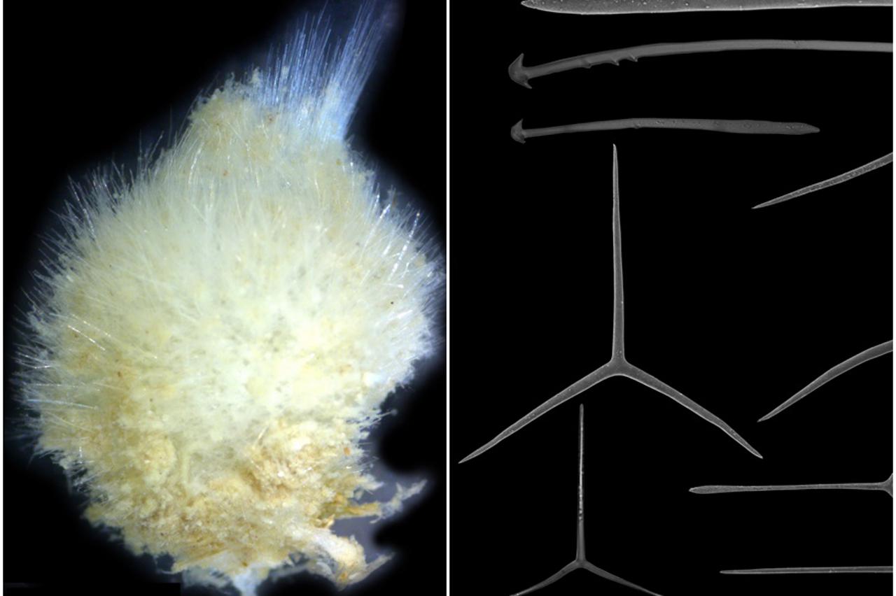 Nove spužve u Jadranu