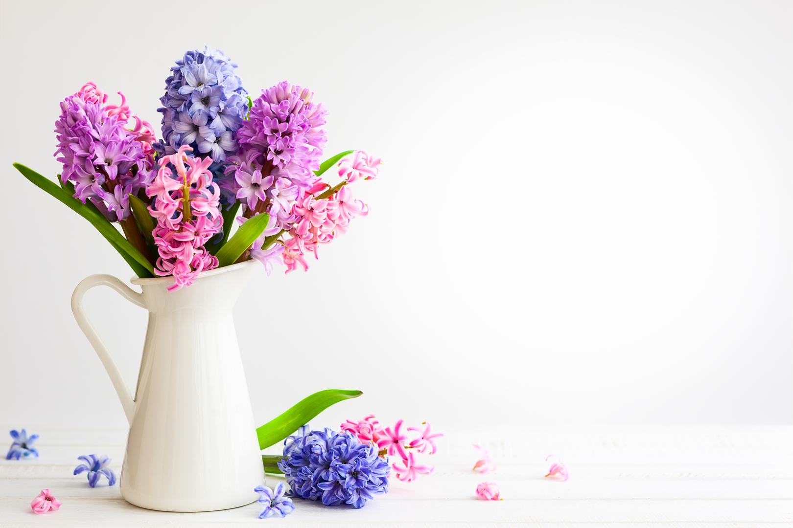 Specifično proljetno cvijeće: Nedvojbeno, jedno od najboljih vremena za provođenje vremena u vašem vrtu je proljeće. To je i vrijeme kad neki od najomiljenijih cvjetova cvjetaju u našim vrtovima. Međutim, te šarene biljke koje jedva čekate dočekati svake godine također su potencijalno opasne za pse. ‘Narcisi i tulipani možda su popularno ranoproljetno cvijeće, ali također sadrže otrovni alkaloid koji kod kućnih ljubimaca izaziva povraćanje, nizak krvni tlak i grčeve’, upozorava  stručnjak za pse AJ Arapovic, ‘Zumbuli imaju visoko toksične kristale koji mogu dovesti do srčanih aritmija ili problema s disanjem. Simptomi se obično manifestiraju između 15 minuta do jednog dana’. 
