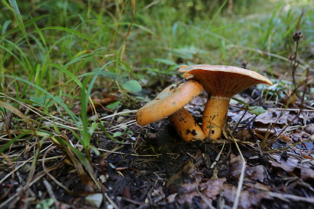 Gljive u šumama Gorskog kotara