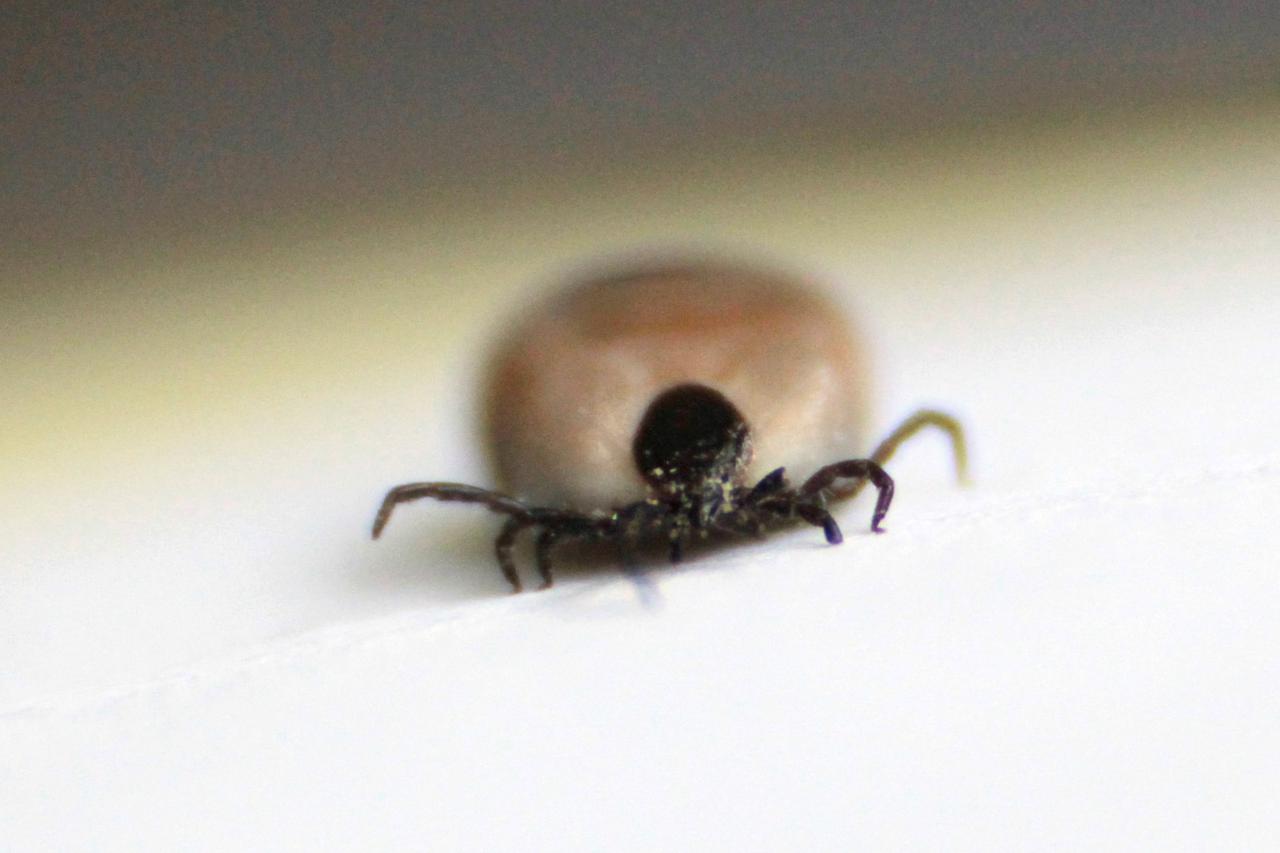 Koprivnica: Krpelj Sklopec, ilustracija