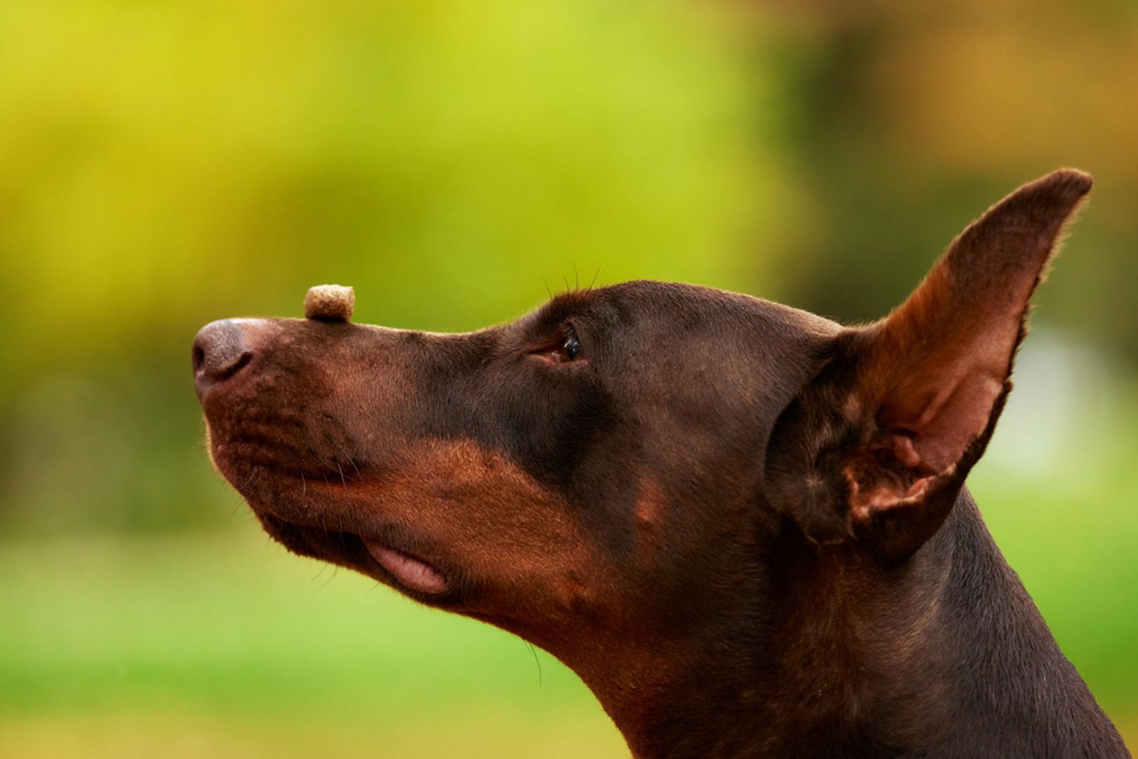 Doberman: Može biti izrazito treniran i koncentriran, a odlikuje ga prirodni osjećaj za čuvanje. Traži mirnog, sigurnog vodiča i redovitu mentalnu gimnastiku kako bi kanalizirao snagu. U treningu usmjerite čuvarski nagon kroz kontrolirane igre i precizne marker-treninge.