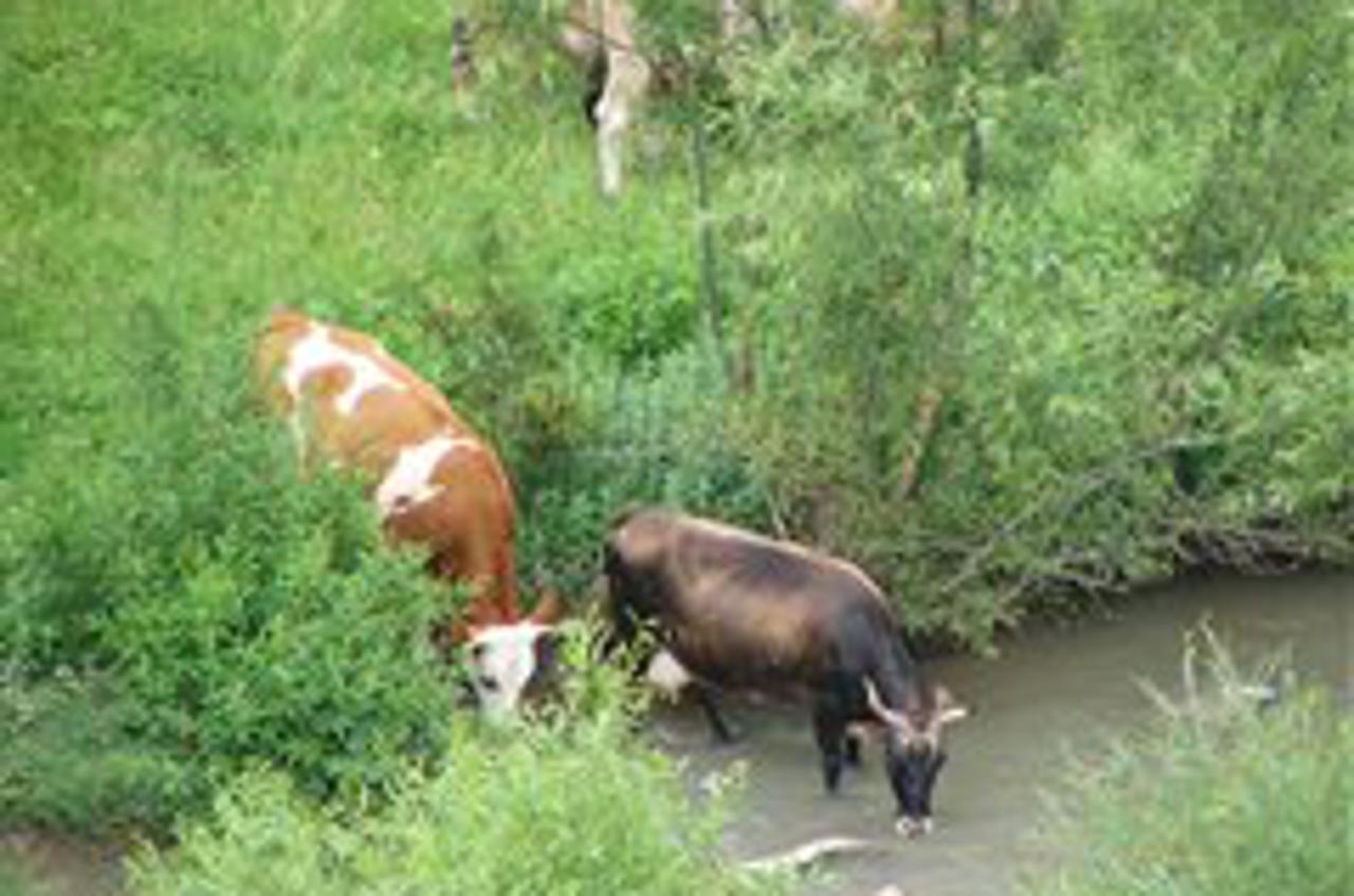 slovenske krave, njiva (1)