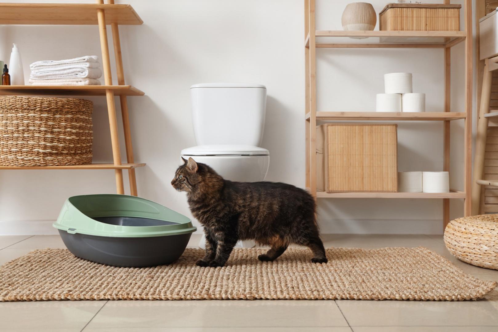 Na takvo ponašanje može utjecati i sam pijesak ili posuda. Ako mački ne odgovara vrsta pijeska, ako je kutija premala ili smještena na prometnom mjestu, možda neće htjeti ostati dovoljno dugo da prekrije izmet. Problem može nastati i ako se posuda nalazi na području koje mačka ne doživljava sigurnim.