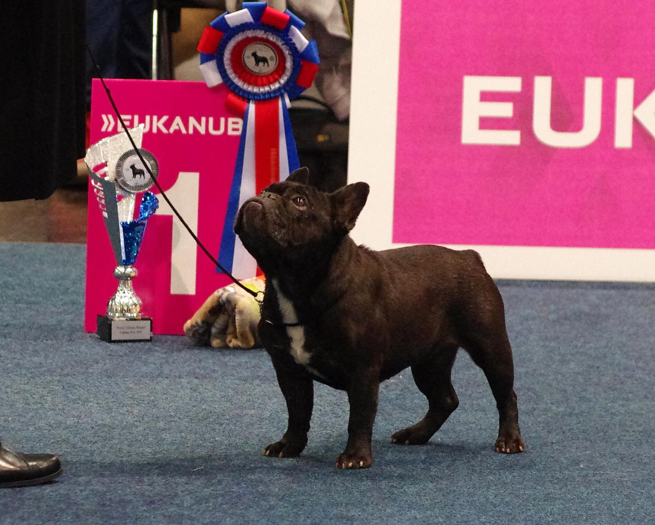 
Francuski buldog, veteranska svjetska prvakinja Utopia de Royal Laszatti, vlasnik Manuela Lulić Galović
Desetogodišnja francuska buldogica, poznata i kao Puba, ženka na čijim potomcima svoj uzgoj temelji hrvatska uzgajivačnica Totegnac