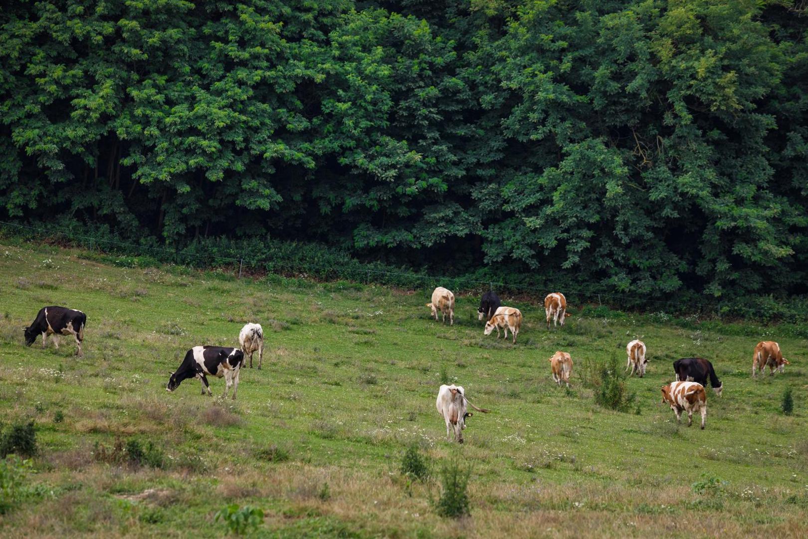 24.07.2020., Zrinski Topolovac - OPG Tijana Blazekovic iz Zrinskog Topolovca u vlasnistvu devetoroclane obitelji koja se bavi proizvodnjom mlijeka za izbor za najbolji OPG - Zlata vrijedan. 

Photo: Tomislav Miletic/PIXSELL