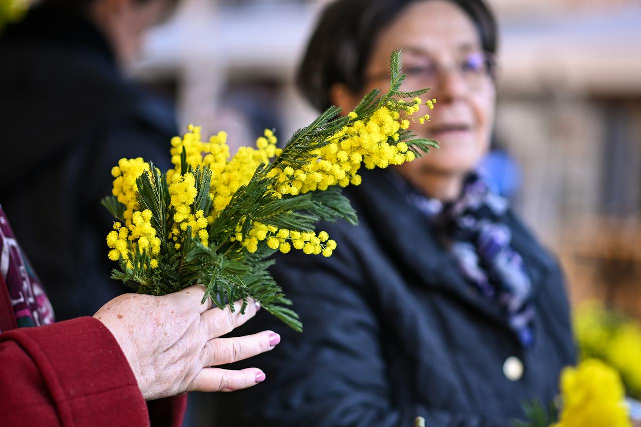 Zagreb: Javnozdravstvena akcija „Dan mimoza 2024“ održala se na  Cvjetnom trgu