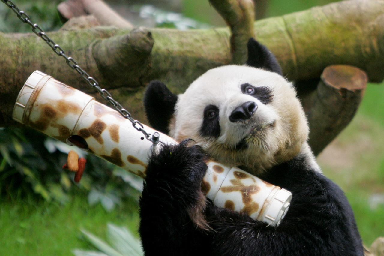 storyeditor/2022-07-21/2022-07-21T055358Z_631737794_RC25GV9N40SX_RTRMADP_3_HONGKONG-PANDA.JPG