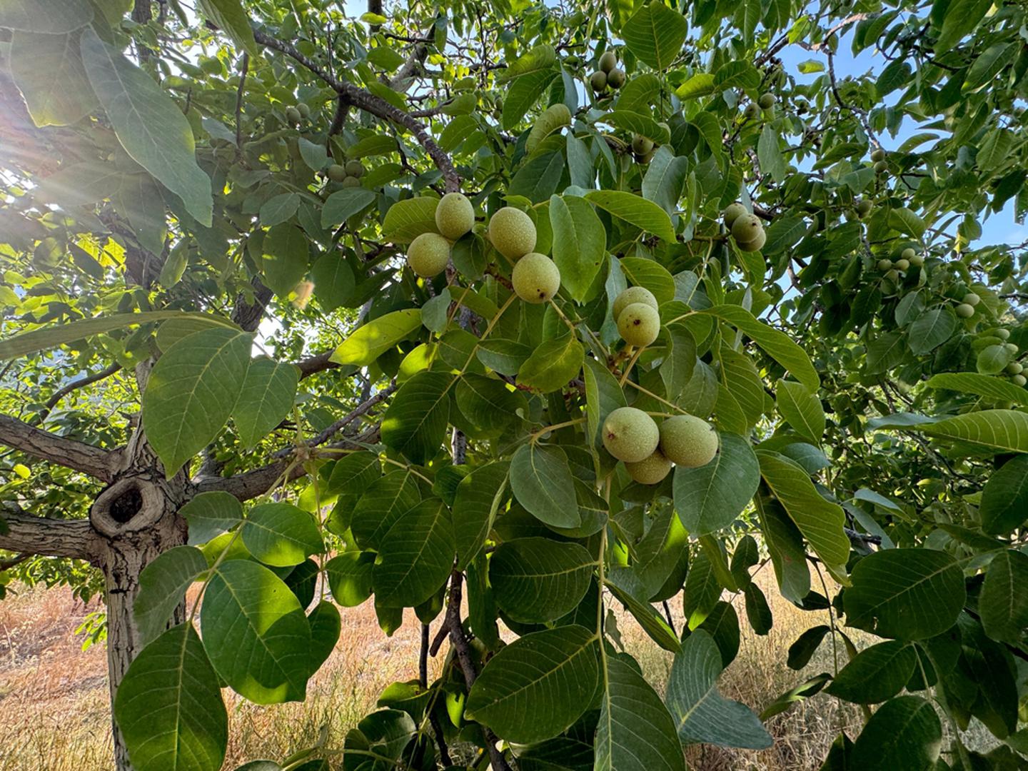 Orah: Uz orah se u mnogim krajevima vežu prilično mračna praznovjerja, pa se često smatralo da njegovo veliko stablo u dvorištu nije uvijek dobar znak. Vjerovalo se da hlad oraha 'nosi težinu', tugu ili nemir, zbog čega su neki izbjegavali saditi ga preblizu kuće. Istodobno, zbog svoje snage i dugovječnosti, orah je imao i simboliku postojanosti, pa je izazivao i poštovanje i oprez.