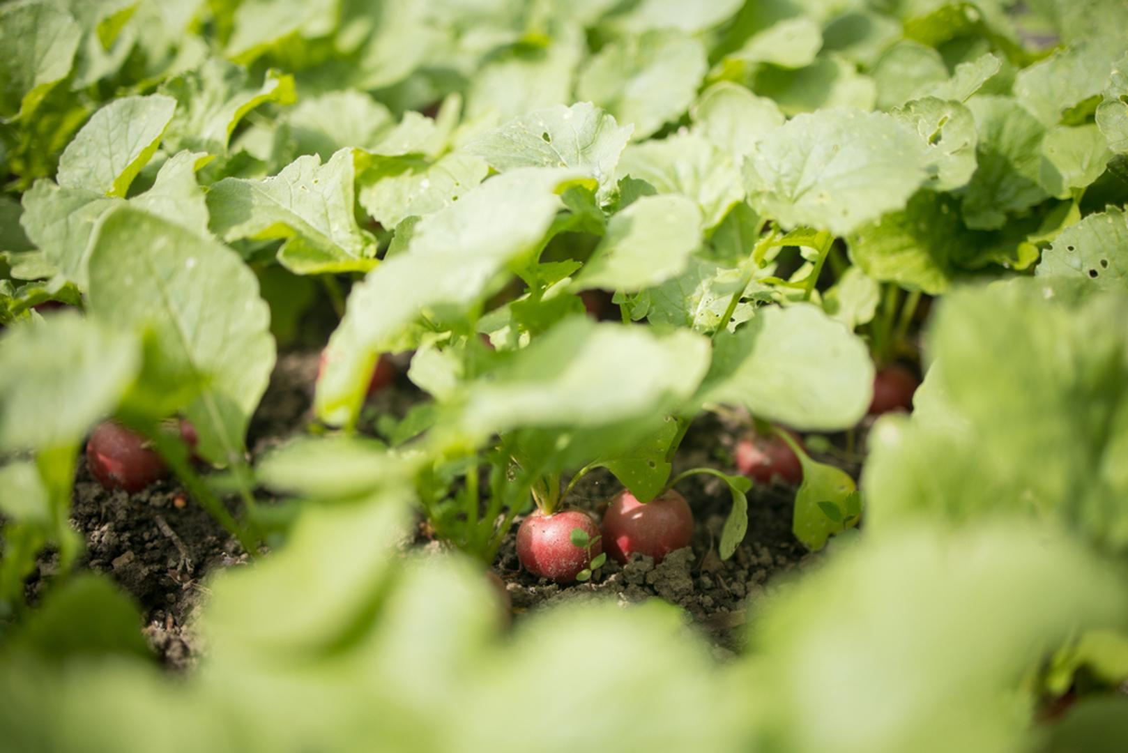 Rotkvica: Rotkvica je idealna za nestrpljive jer brzo niče i brzo stiže za stol, a hladnije vrijeme joj daje ugodniju, manje ljutu aromu. Sijte je u kratkim intervalima, svakih 7 do 10 dana, kako biste imali stalnu berbu, umjesto da sve dozrije odjednom. Ako se najavljuje hladna noć, lagani pokrov flisom čini veliku razliku i često spašava mlade klice.