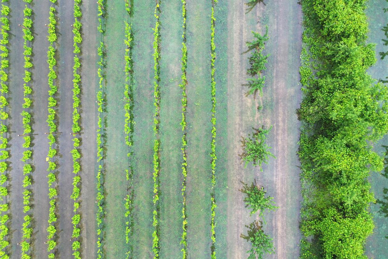 Pogled iz zraka na poplavljena polja vrgoračkih jagoda