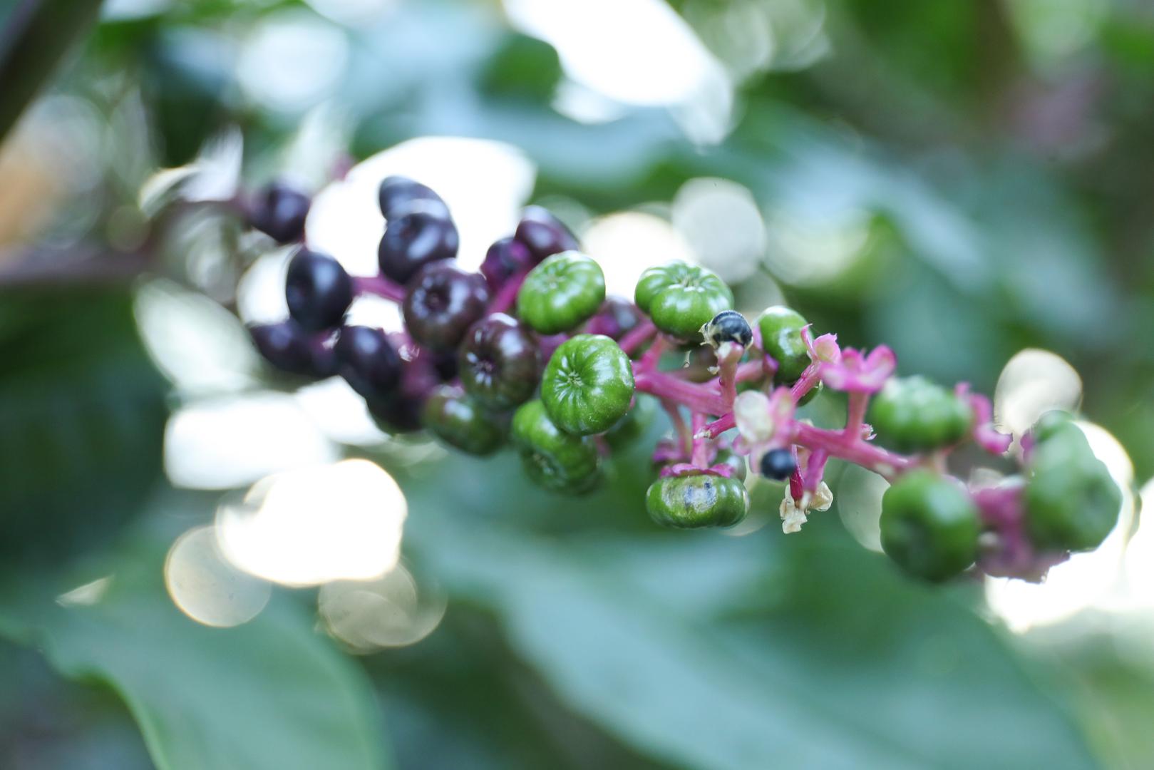 Građani su sami postavili upozorenje, a stručnjaci ističu da ovu biljku ne treba dirati. Poseban rizik predstavlja to što njezini plodovi lako privlače djecu i kućne ljubimce.

