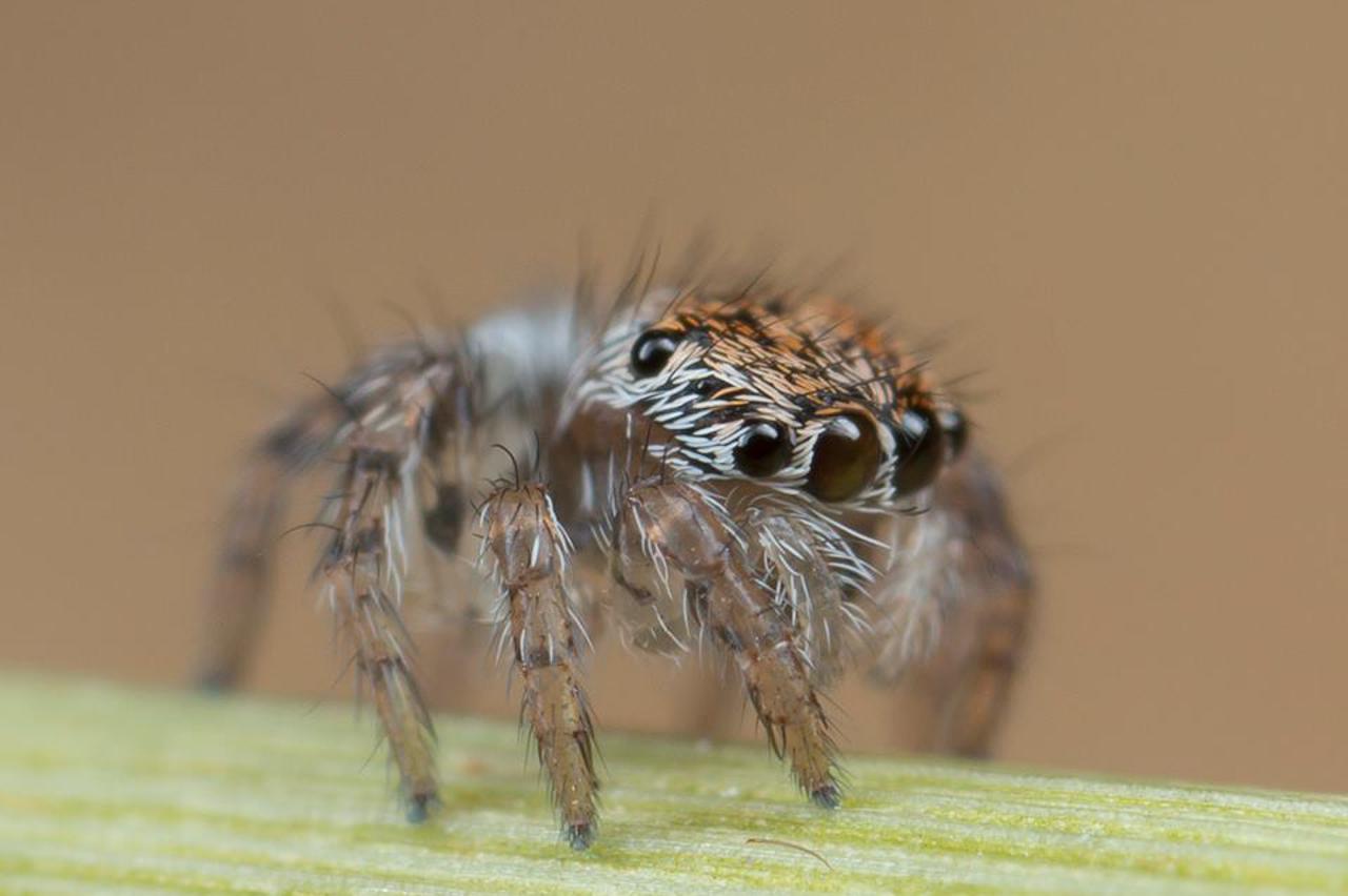 Otkriveni novi pauci