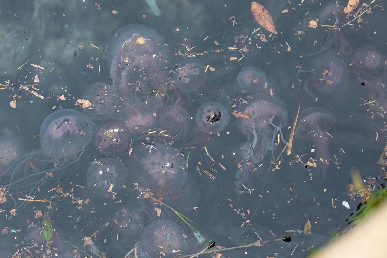 Duborvnik:  S jugom i ciklonalnim vremenom uz nanose smeća stigla je  i najezda meduza