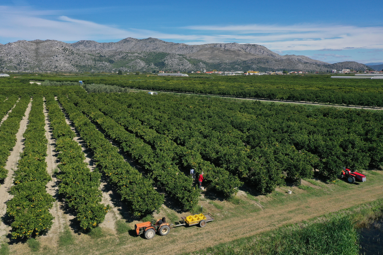 Fotografije iz zraka plantaže mandarina u Opuzenu