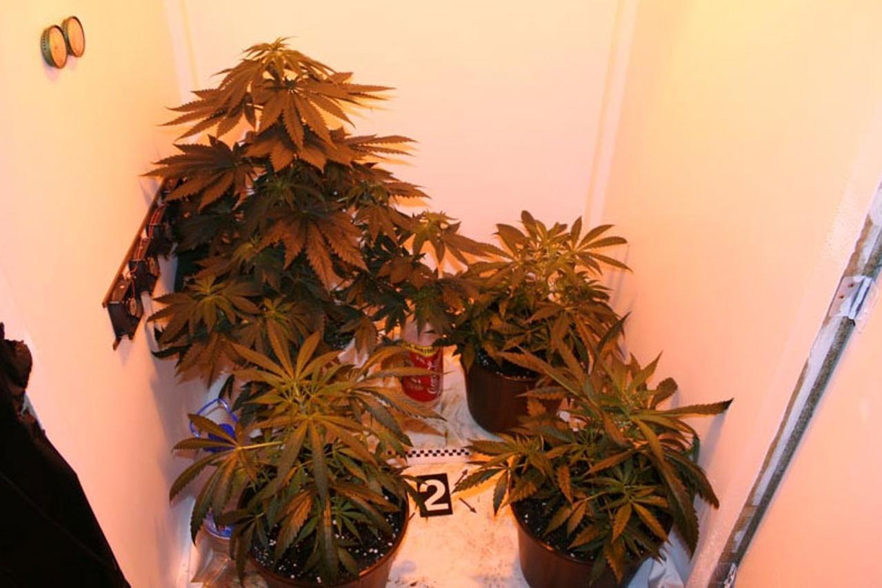 marihuana