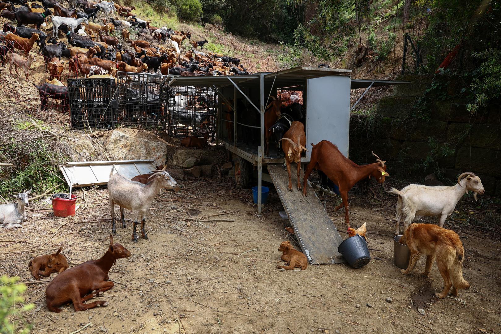 One su i znatno isplativije; ne trebaju gorivo, jedu otrovni bršljan bez dodatnih troškova i rade na ekstremnim vrućinama, a sve što im treba su voda i minerali.
