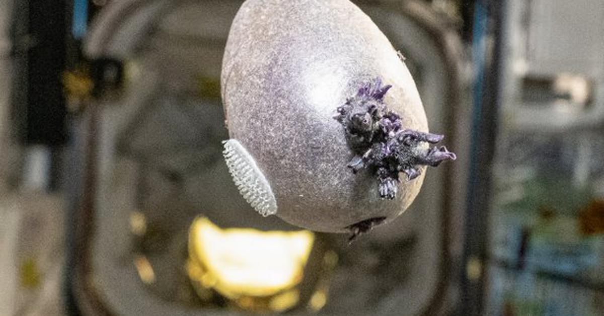 NASA-in astronaut objavio fotografiju 