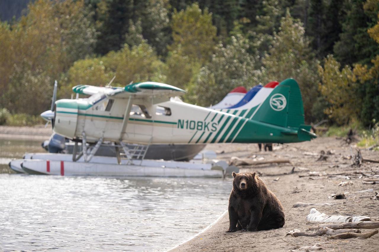 Brown bear 151 sits on a beach at Katmai National Park and Preserve in Alaska
