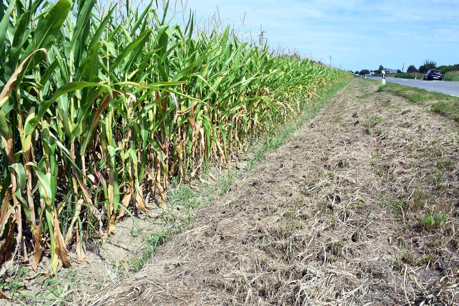 Sela: Zbog suše se očekuje manje kukuruza