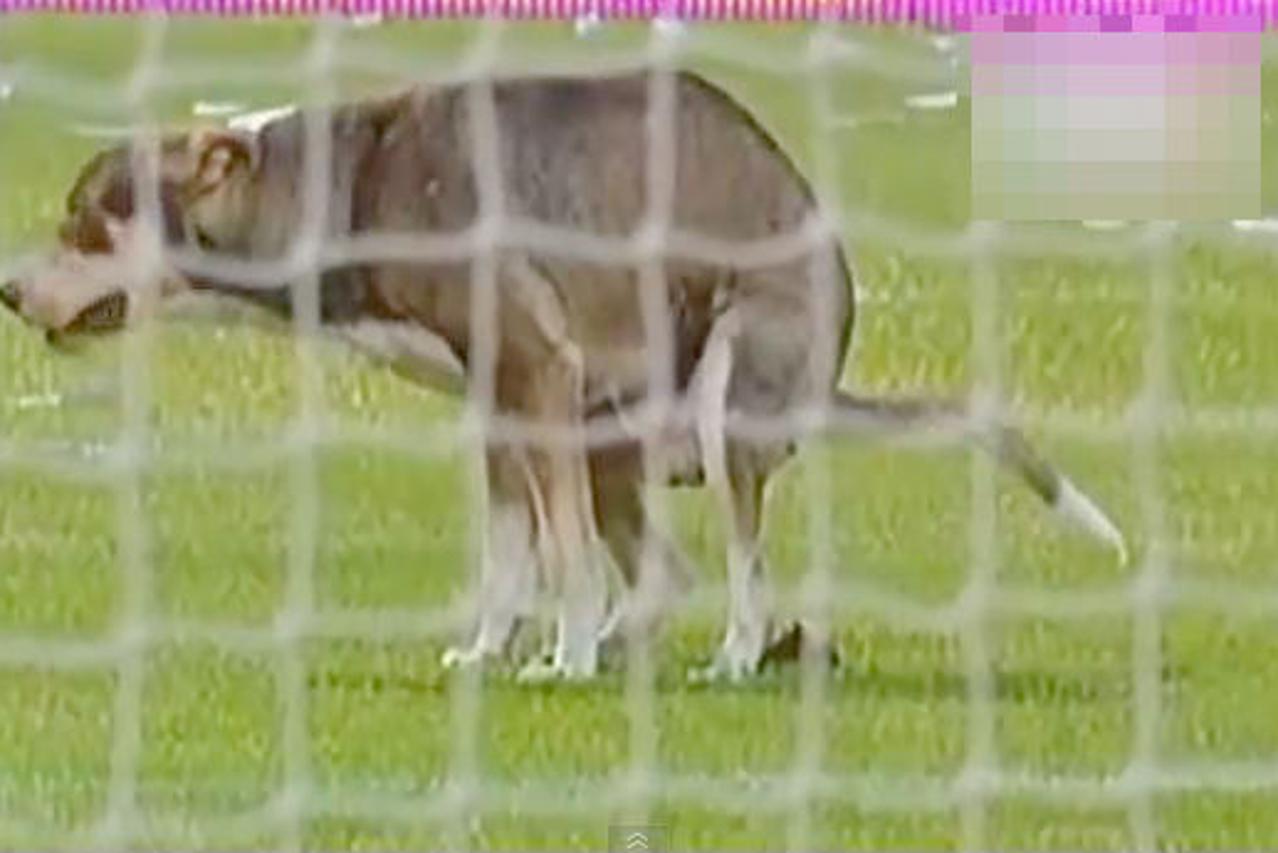 Pas obavio nuždu na nogometnom terenu usred utakmice