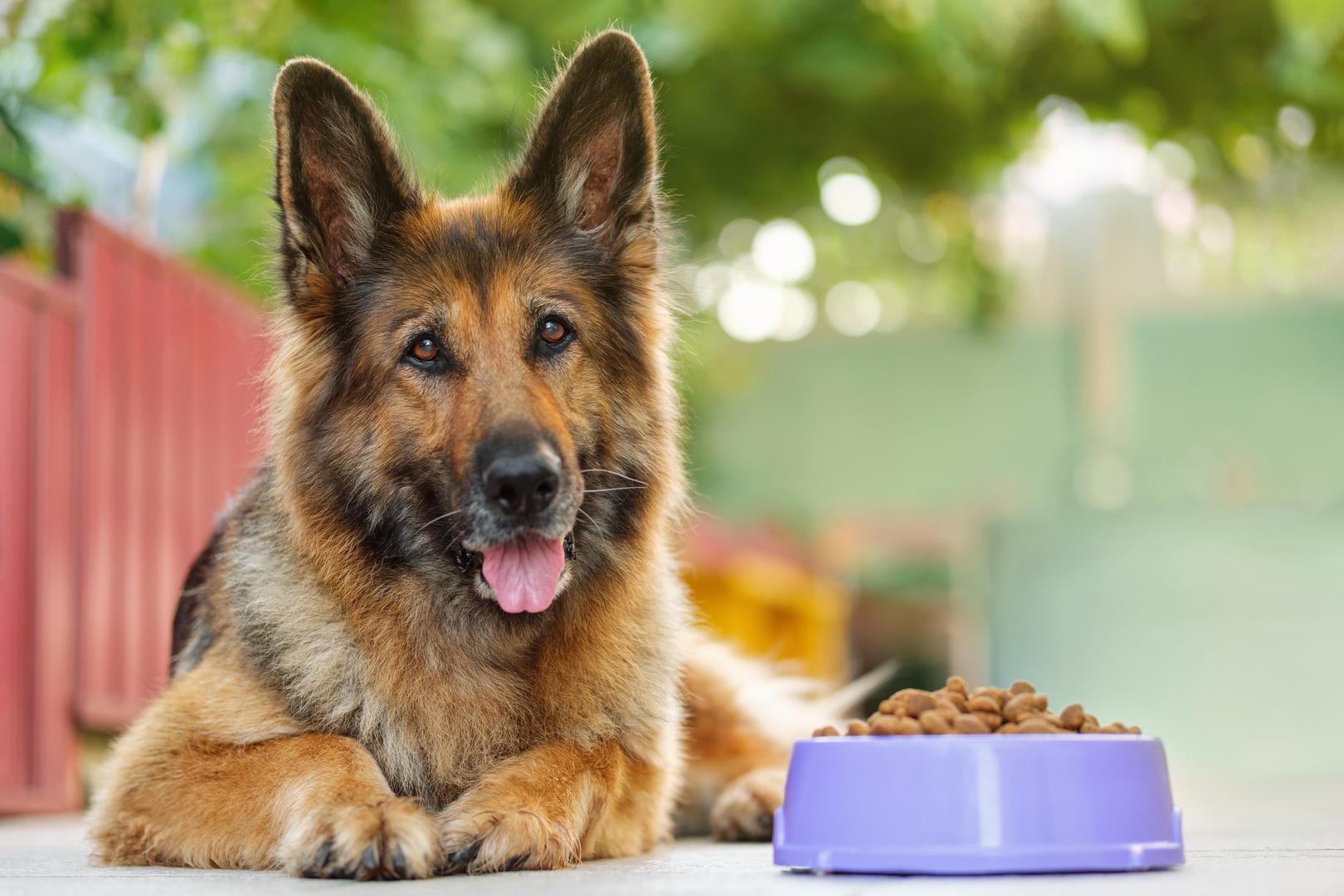 7. Njemački ovčar: Njemački ovčari nalaze se na veterinarskom popisu pasa koje nikad ne bi imala, ne zbog IVDD-a, već zbog displazije kukova. Prema Orthopedic Foundation for Animals (OFA), displazija kuka uzrokovana je zglobom kuka koji se nije pravilno razvio ili traumatskim prijelomom. 'Kod oštećenja hrskavice ili zgloba kuka koji nije pravilno oblikovan, s vremenom će postojeća hrskavica izgubiti svoju debljinu i elastičnost', objašnjavaju, 'Ovo raspadanje hrskavice na kraju će rezultirati bolom pri svakom pokretu zgloba'.  OFA statistika testiranja za pojedine pasmine pokazuje da više od 20 posto njemačkih ovčara ima abnormalne ili displastične kukove.