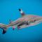Avatar MrShark1