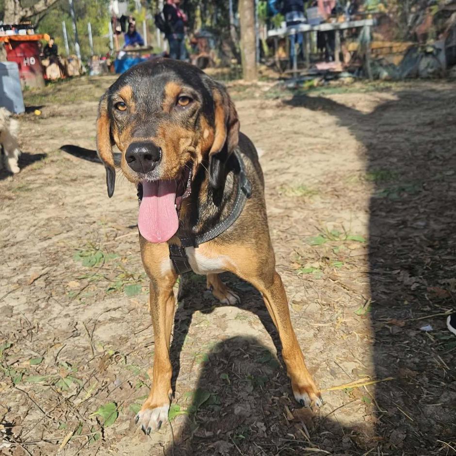 Đivo obožava sve aktivnosti na otvorenom