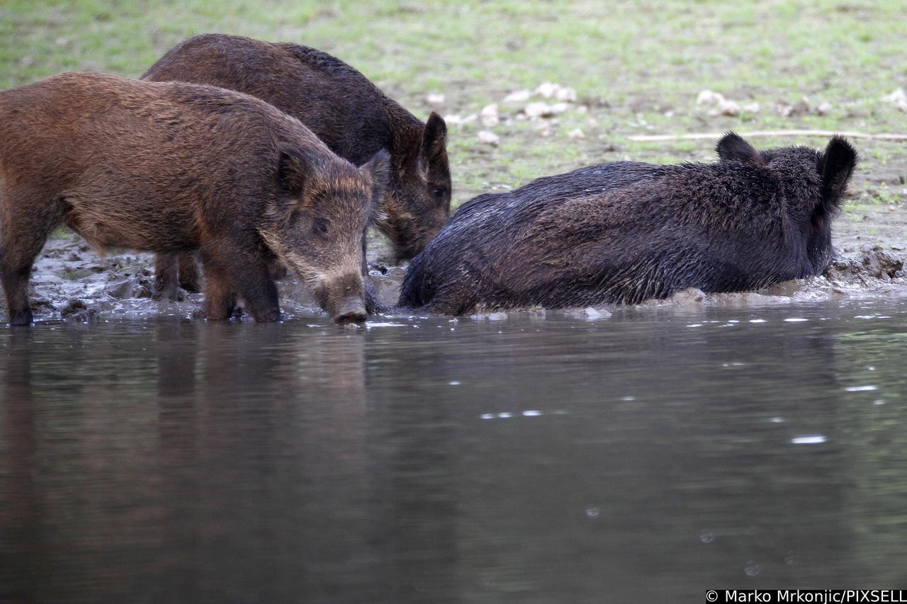Park prirode Kopa?ki rit: Divlje svinje