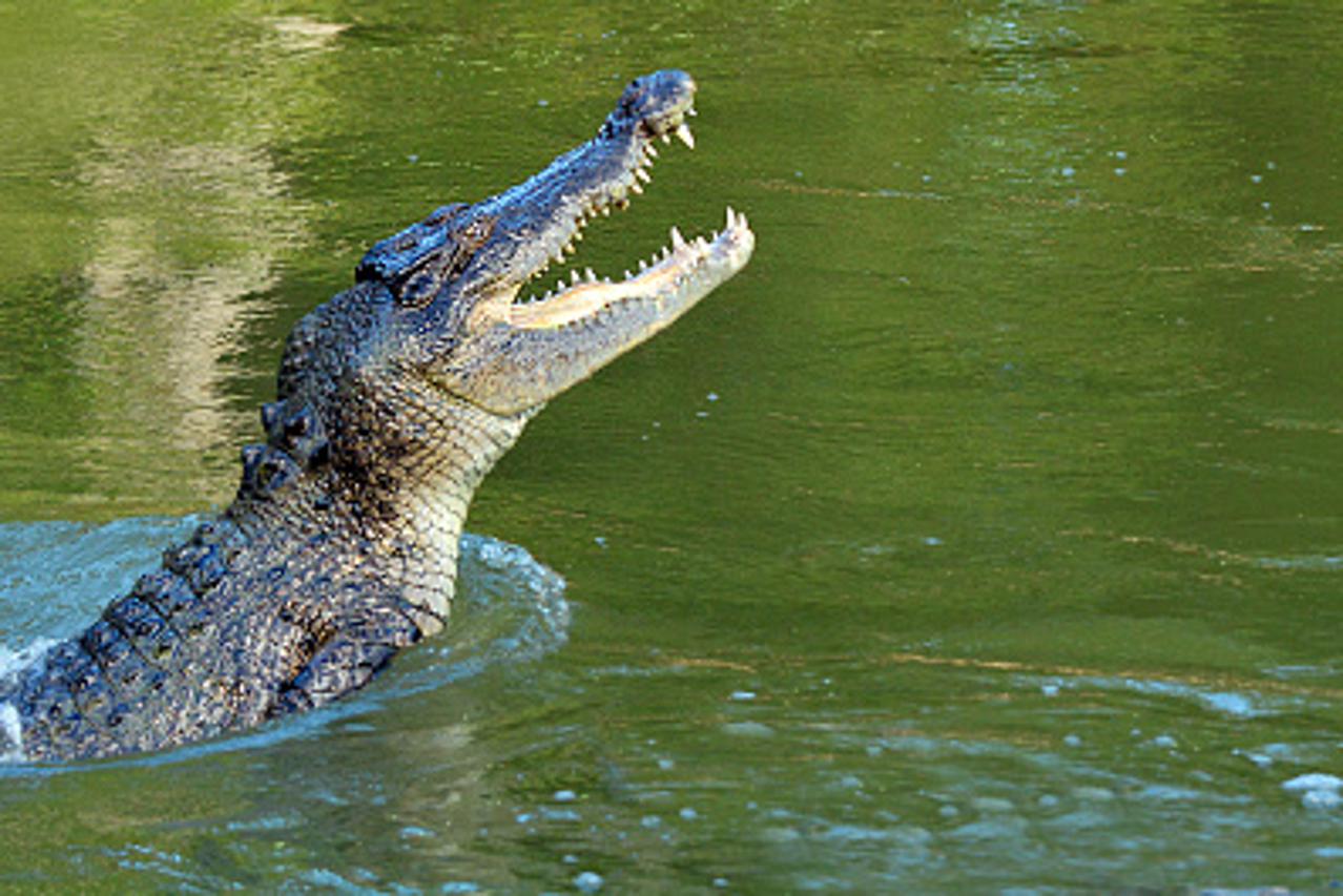 Ilustracija krokodila