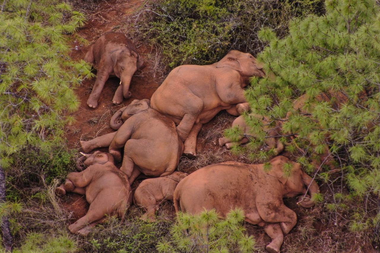 CHINA-YUNNAN-ASIAN ELEPHANT HERD (CN)