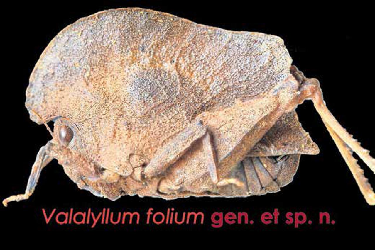 Valalyllum folium skakavac