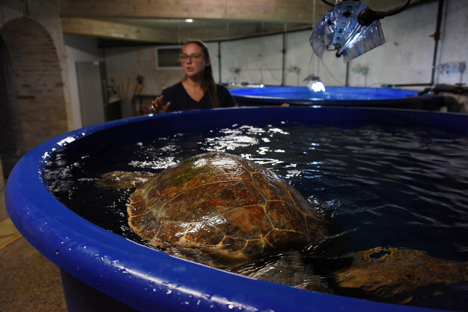 14.06.2023., Pula: U pulskom Aquariumu vrse se zadnje pripreme za povratak moru sest glavatih zelvi.
 Photo: Sasa Miljevic/PIXSELL