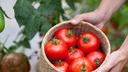 Vrtlarski trik za savršene rajčice: Bit će sočne i krupne uz samo jedan korak