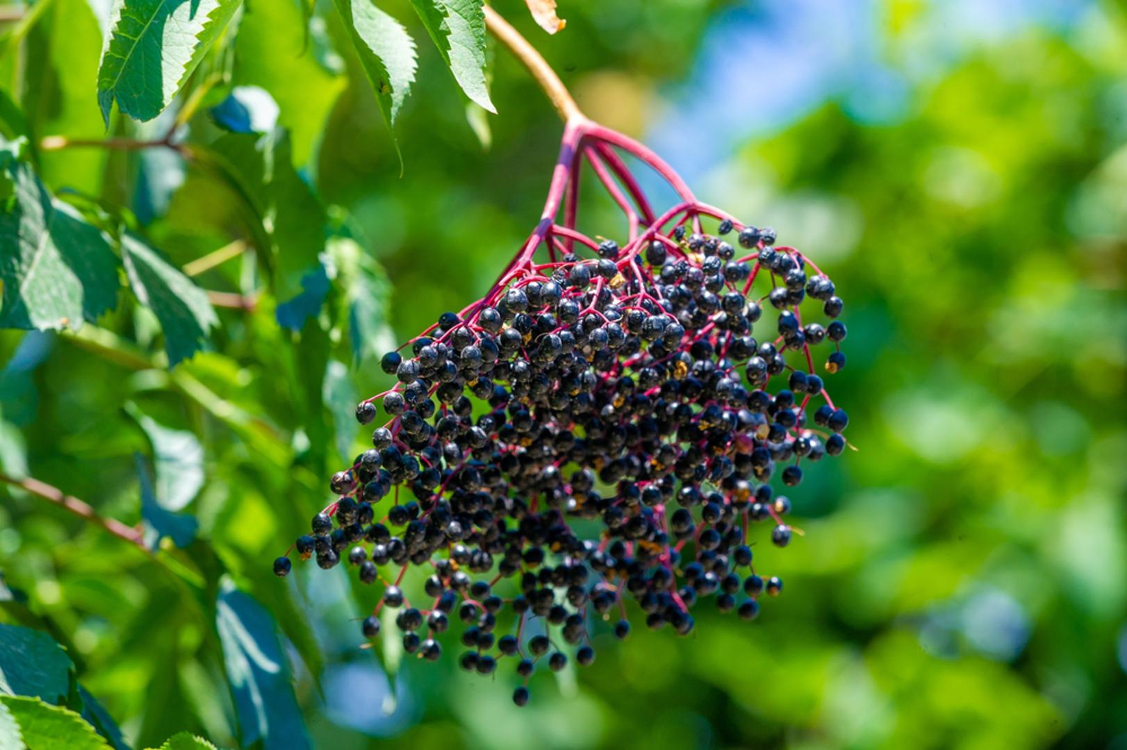 Bazga: Bazga se često koristi kao sirup ili dodatak prehrani, osobito kada želimo podržati imunitet ili ublažiti simptome prehlade. No nezrele bobice, kora i listovi bazge mogu izazvati suprotan učinak jer sadrže lektin i cijanid. Te tvari mogu uzrokovati mučninu, povraćanje i proljev.