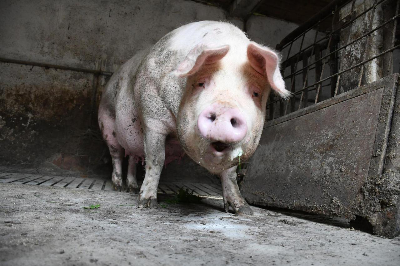 Otrovanec: Uzgajivač Marijan Sesvečan poduzeo je niz mjera za spas svojih svinja