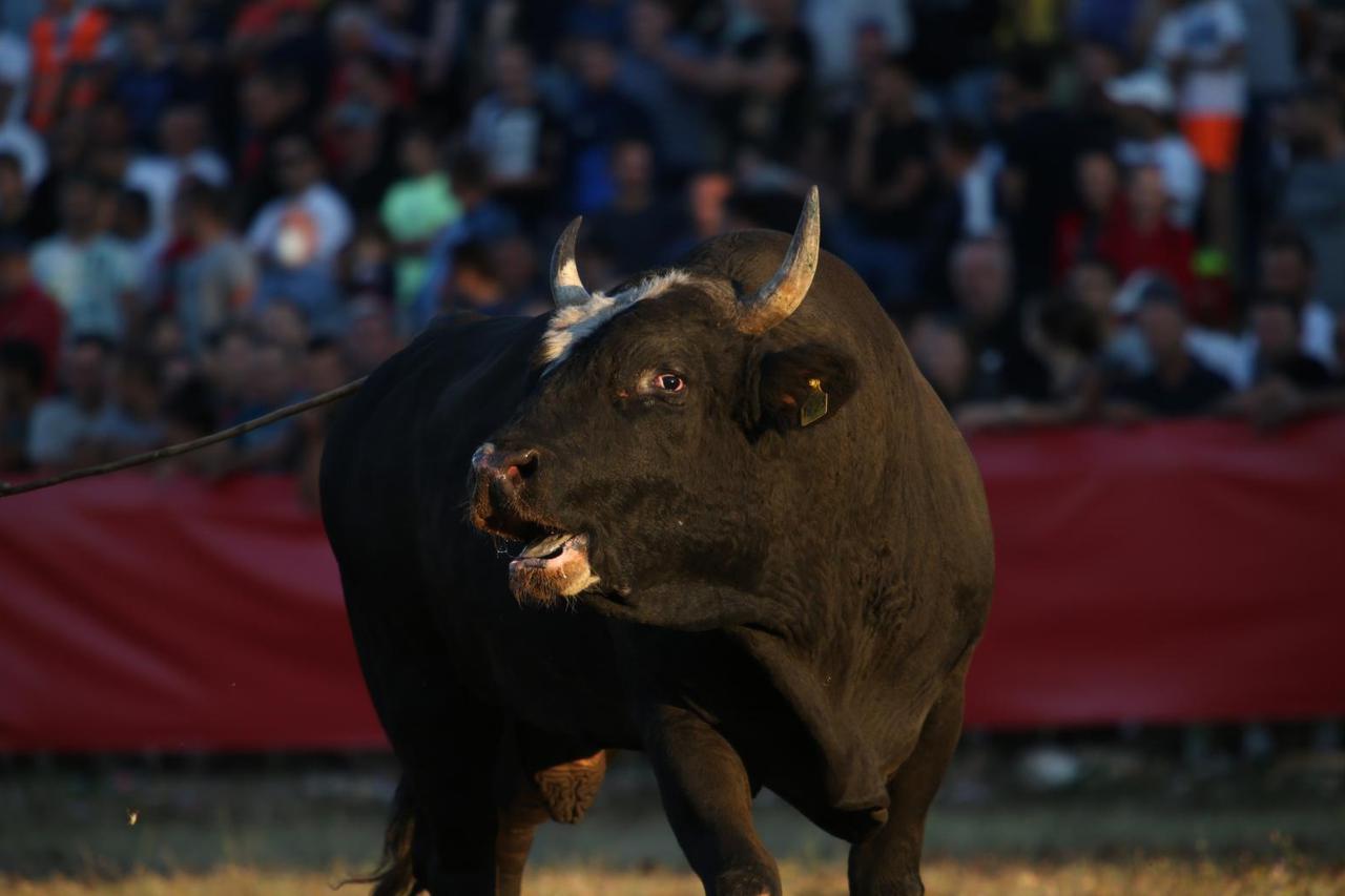 Tradicionalna 28. Seoska olimpijada i borba bikova u Radošiću