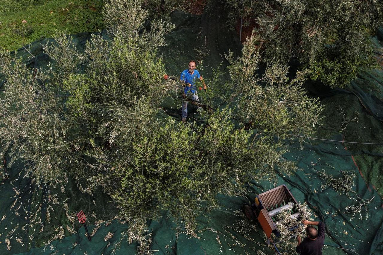 Workers harvest olives at Michalis Antonopoulos's olive grove in Kalamata