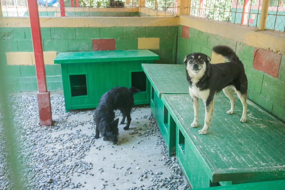 Nemetin: Azil za napuštene i izgubljene pse