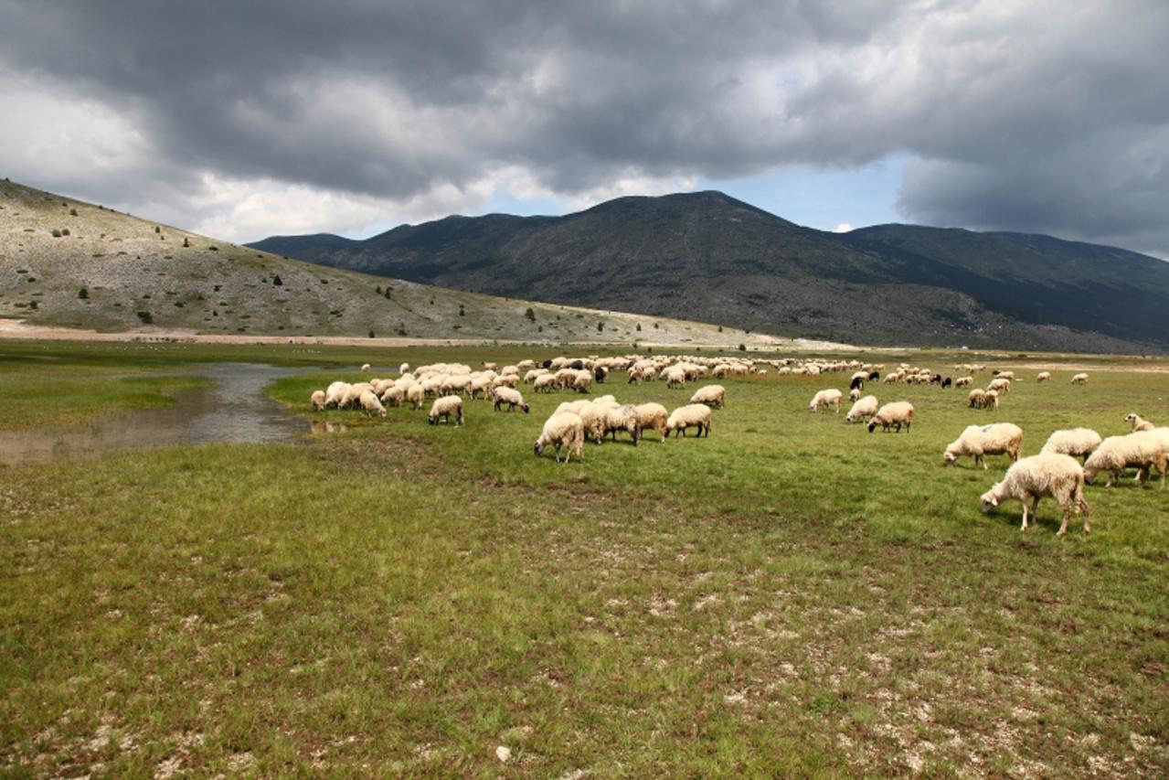'bih...05.07.2009...blidinje...pastir iz bugojna nihad cuva stado od 450 ovaca na podrucju blidinja  Photo: Tomislav Milicevic/Vecernji list'