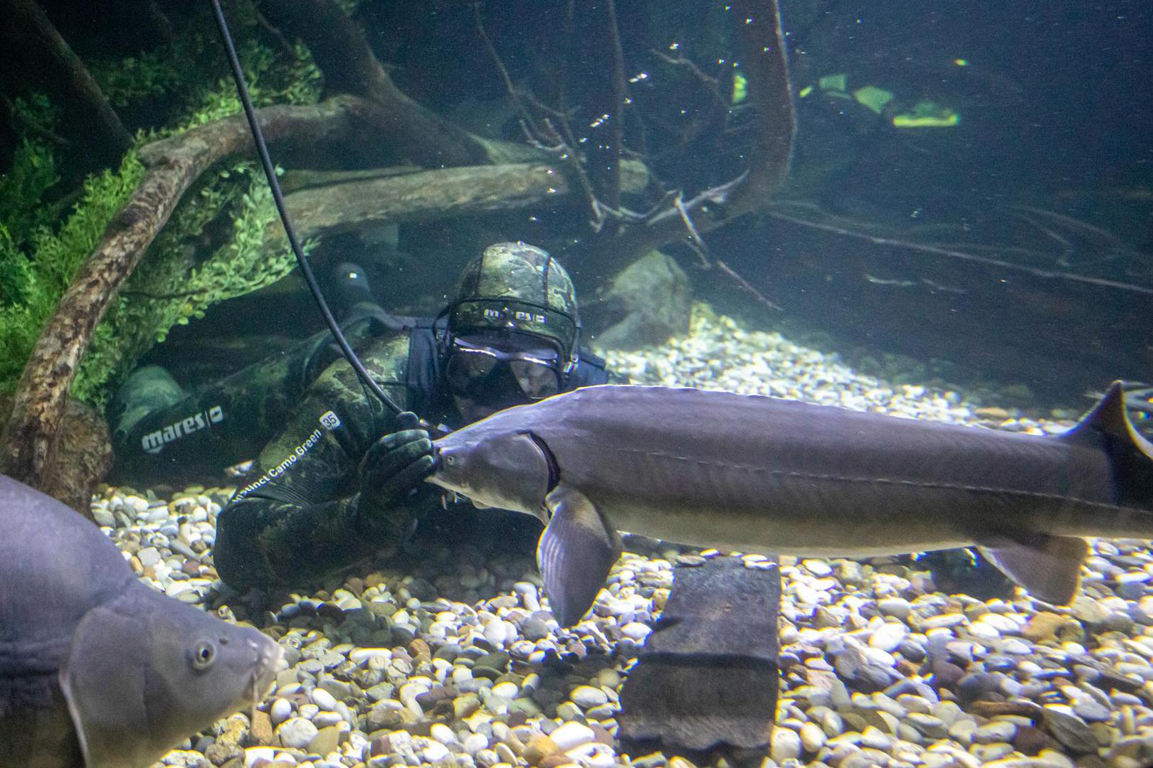 14.11.2023., Karlovac - Marin Jarnjak ronioc je u Slatkovodnom akvariju - Aquatika gdje svakog tjedna uranja u akvarije koje cisti i odrzava. Tijekom ciscenja Marin se igra sa ribama, posebice jesetrama koje su drustvene i vole mu jesti iz ruke. Photo: Kristina Stedul Fabac/PIXSELL