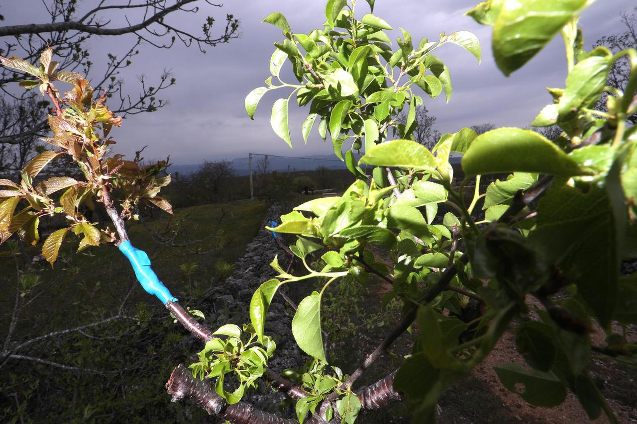 Medvidovići: U rodnom selu Slavko Medvidović napravio voćnjak po cijelom mjestu