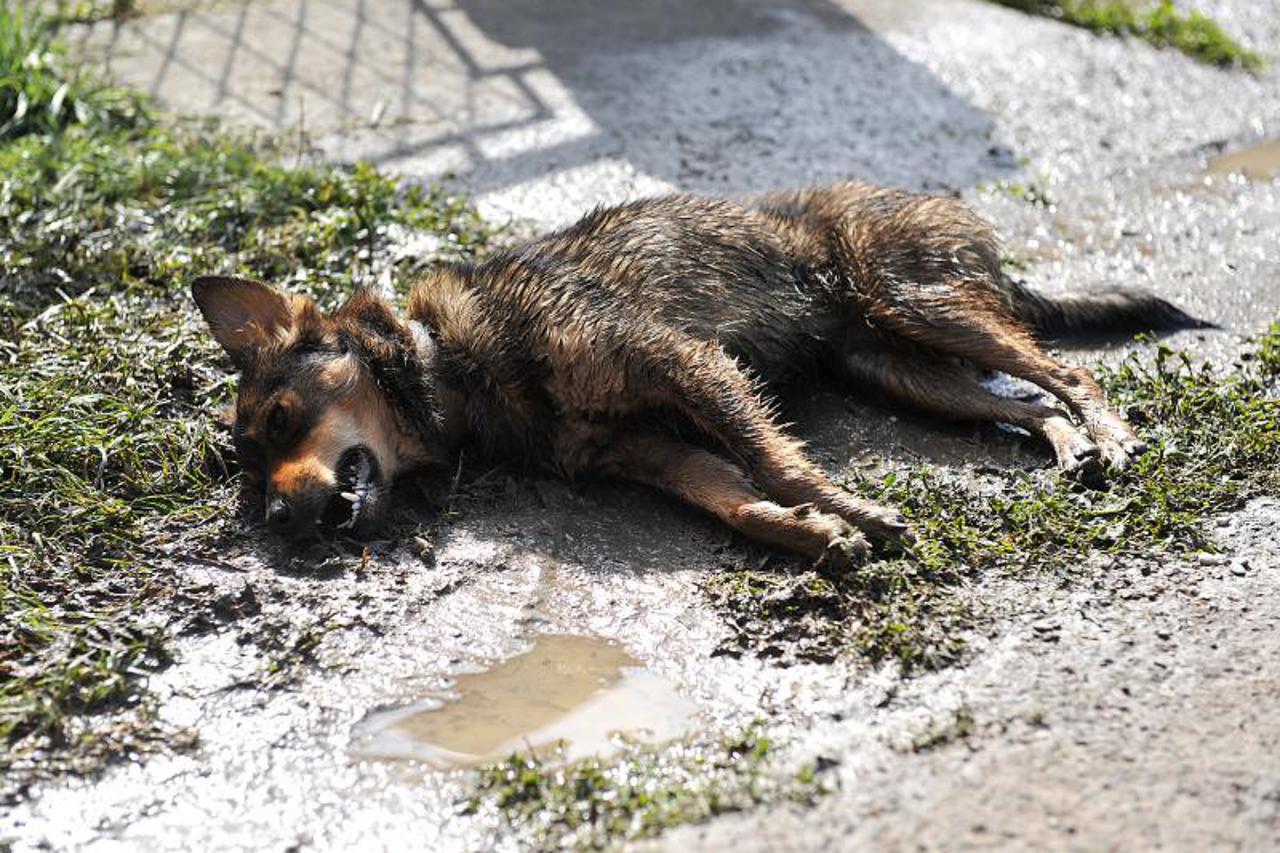 otrovan pas, mrtav pas