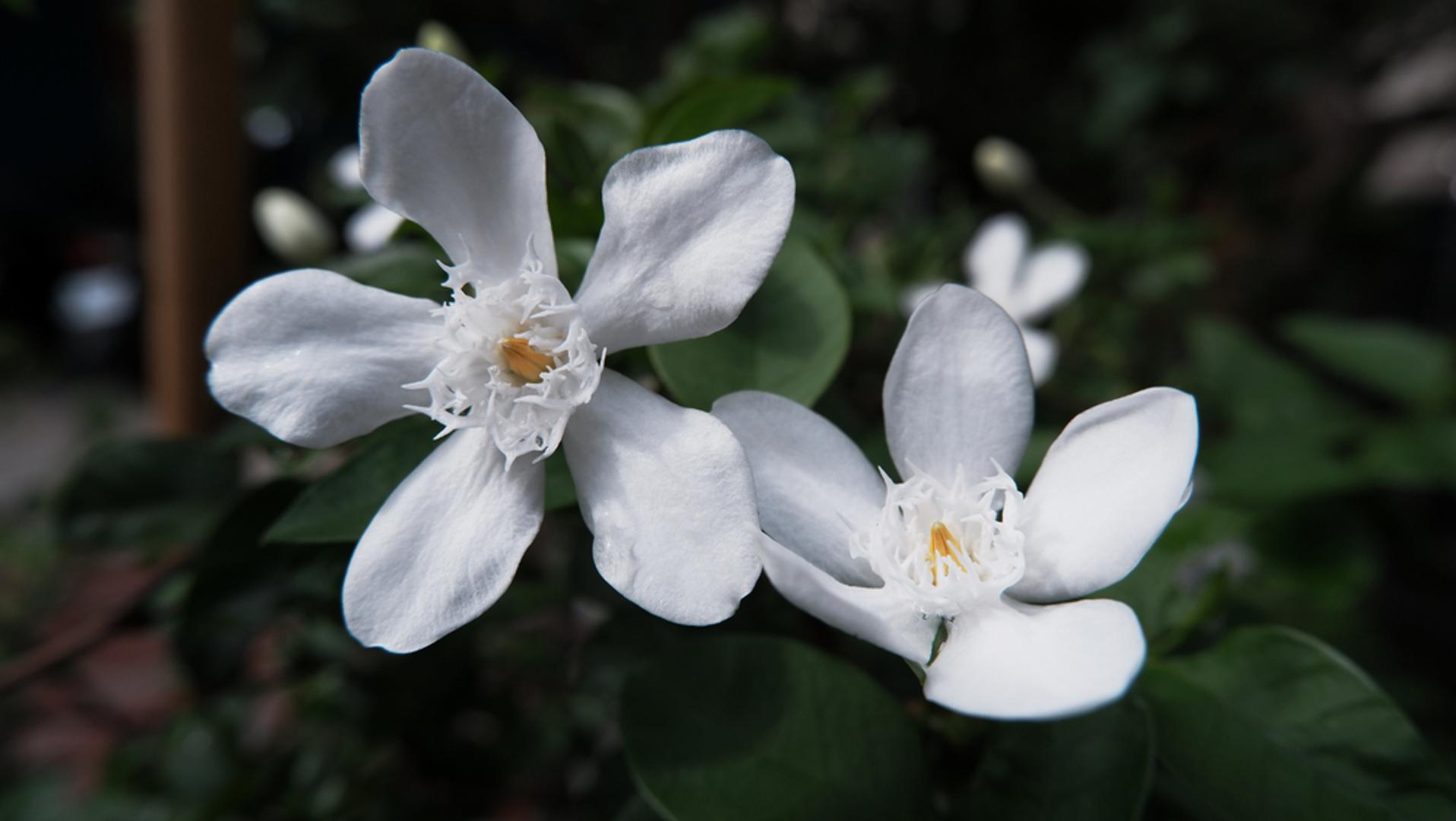 Jasmin: Cvjetovi jasmina se najčešće koriste u aromatiziranju čajeva, osobito zelenog čaja, zbog svojeg profinjenog, slatkog mirisa. Miris jasmina djeluje umirujuće i često se povezuje s opuštanjem i meditacijom.