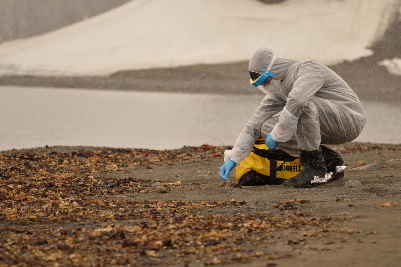 A researcher wears a protective suit while collecting samples of wildlife, where the H5N1 bird flu virus was detected, at Chilean antarctic territory, Antarctica