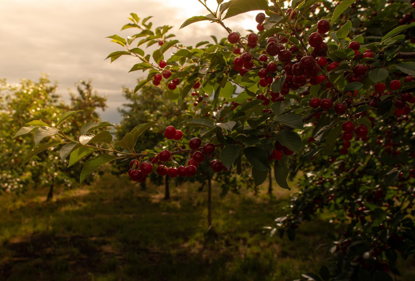 Višnja: Višnja je nešto tolerantnija od trešnje i često bolje podnosi skromnije uvjete, ali i dalje najviše voli sunčanu poziciju. Prednost veljače je što sadnica miruje pa se lakše primi, a vi već u proljeće možete pratiti izboj i po potrebi korigirati rezidbu. Ako sadite više stabala, ostavite dovoljno razmaka jer se višnja zna razgranati i treba joj zrak u krošnji.