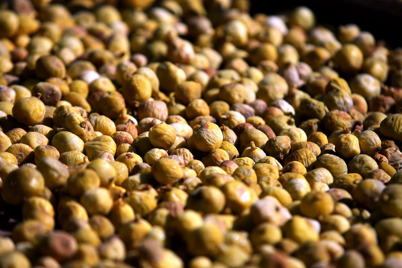 Grebaštica: Sušenje i nizanje suhih smokava na tradicionalan način