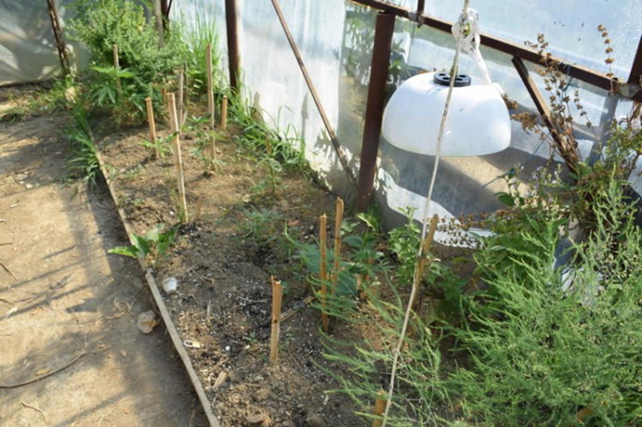 U kući sadila konoplju