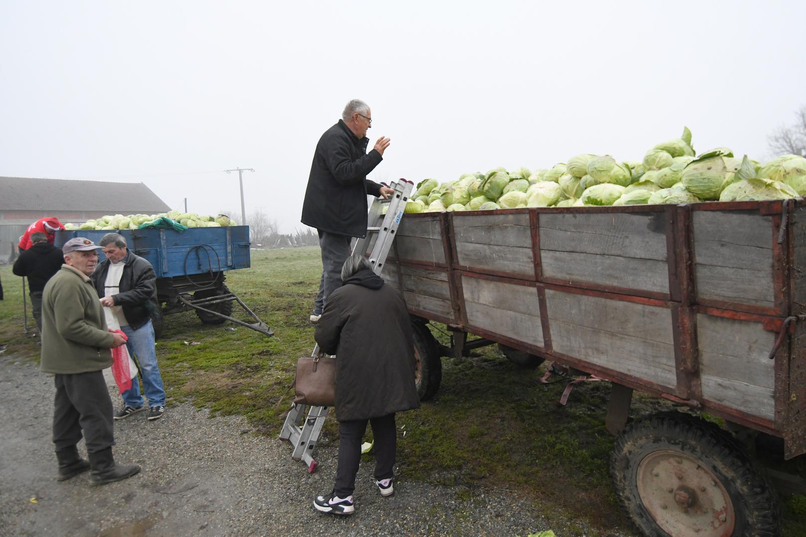 Razočarani i ogorčeni ratar iz Velikog Pašijana Božidar Musić odlučio je građanima podijeliti deset tona kupusa.