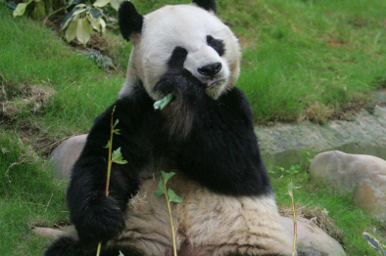 bambus panda